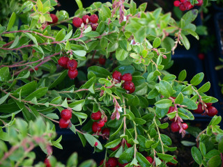 Brusinka pravá 2 jakost - Vaccinium vitis – Idaea Corale (kont. 9x9 cm)
