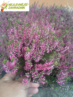Vřes - Calluna vul. ´AMETHYST´ (kont. 10.5 cm)