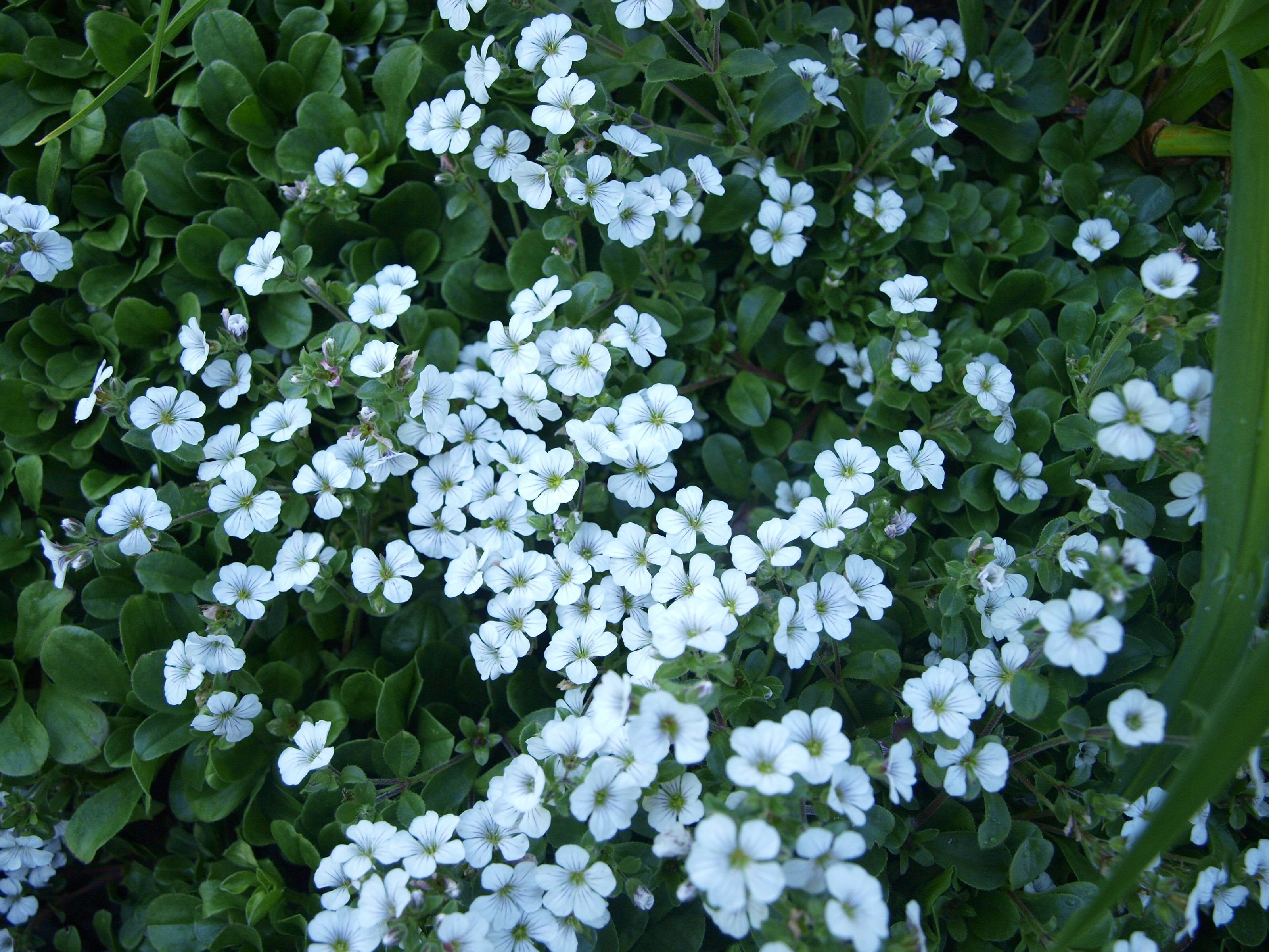 Šáter rožcový - Gypsophilla cerastioides