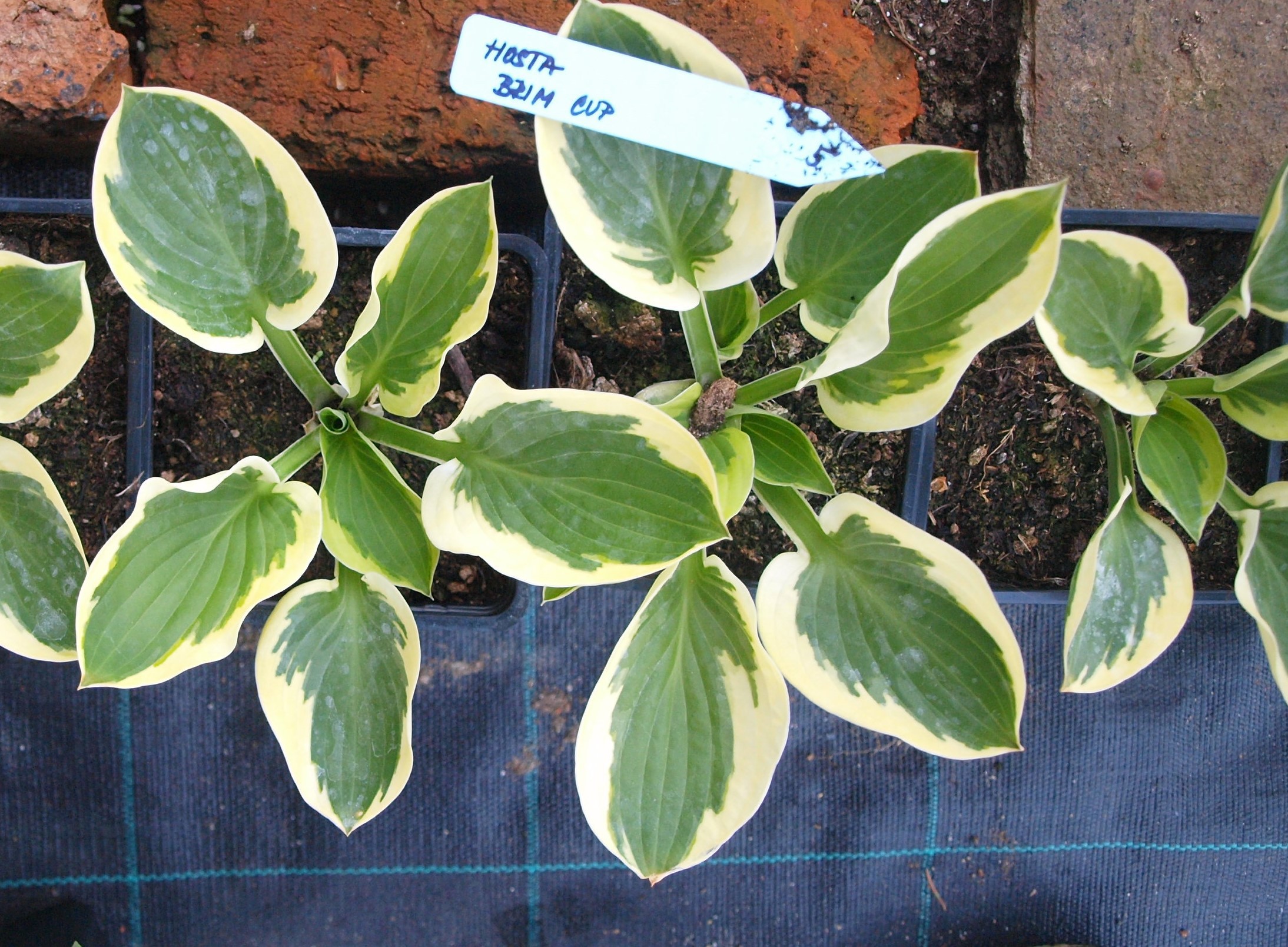 Hosta hybride ' Brim Cup ' - Bohyška