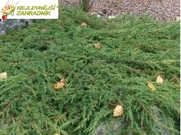 Jalovec obecný - Juniperus comunis 'GREEN CARPET' (kont. 2 litr\)