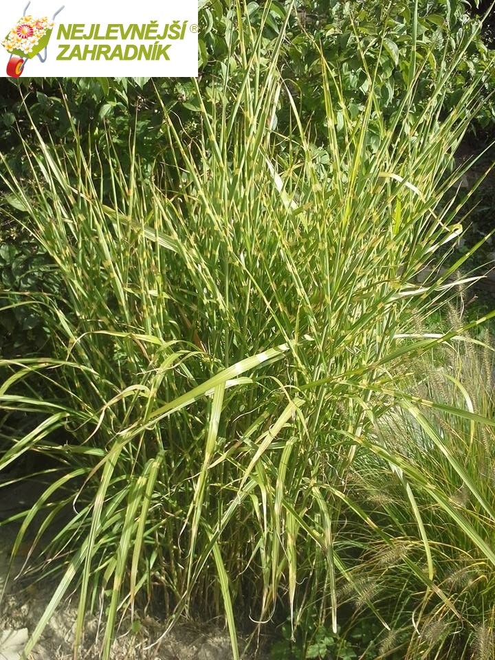 Ozdobnice čínská (2 jakost) - Miscanthus sinensis ´GOLD BAR´ (kont. 1,5)