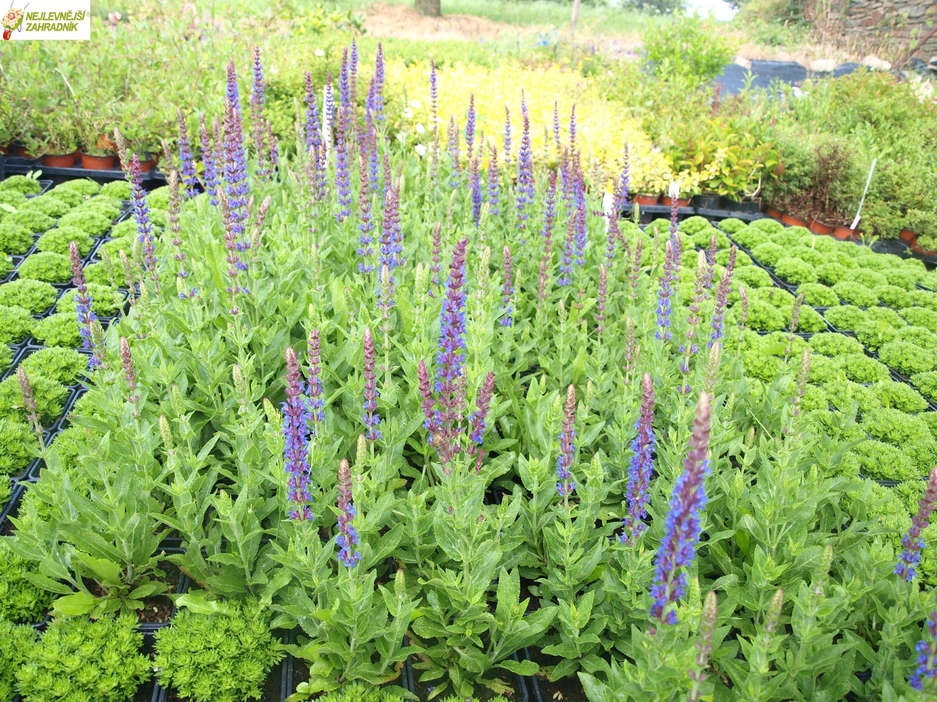 Šalvěj zahradní - Salvia nemorosa ´BLAUKONIGIN´(kont. 9x9 cm)