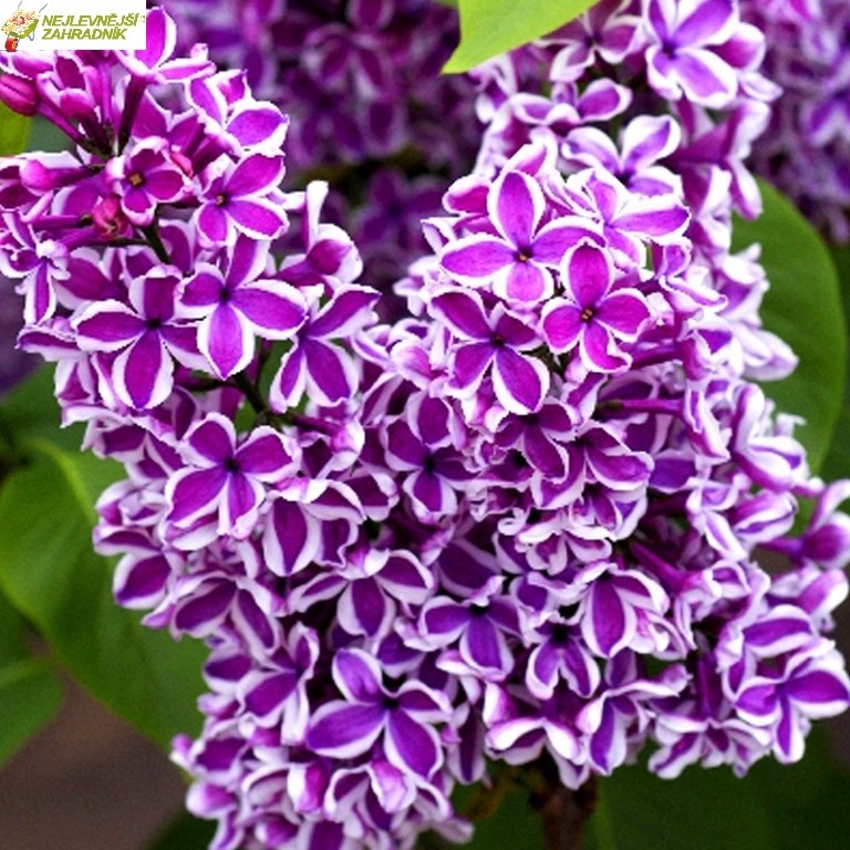 Šeřík obecný dvoubarevný (kont.5 litrů) - Syringa vulgaris ´SENSATION´